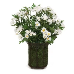 White Daisies in Wire Coil Basket