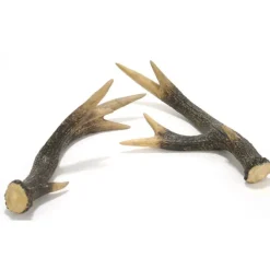 White Deer Horn
