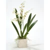 White Oncidium Orchid in Square Nickle Planter