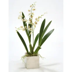 White Oncidium Orchid in Square Nickle Planter