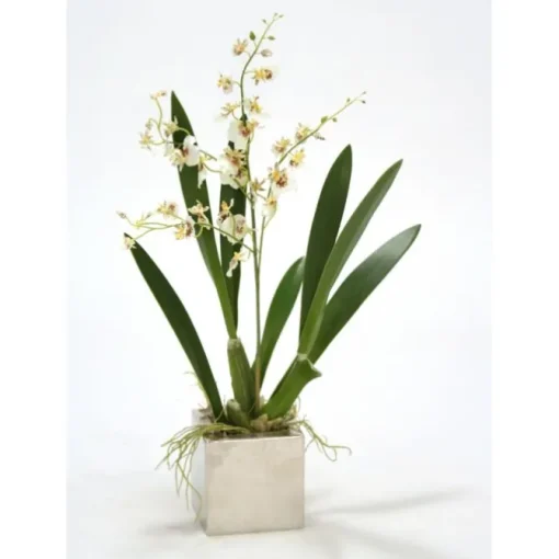 White Oncidium Orchid in Square Nickle Planter