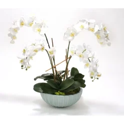 White Phaleanopsis Orchids in Pale Blue Ceramic Bowl