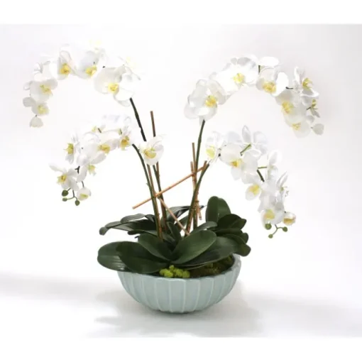 White Phaleanopsis Orchids in Pale Blue Ceramic Bowl