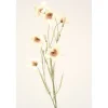 Wild Campanula in Ivory (Sold in Multiples of 12)