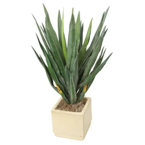 Yucca in Beige Square Planter